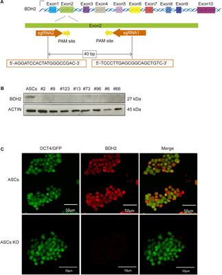 Bdh2 Deficiency Promotes Endoderm-Biased Early Differentiation of Mouse Embryonic Stem Cells